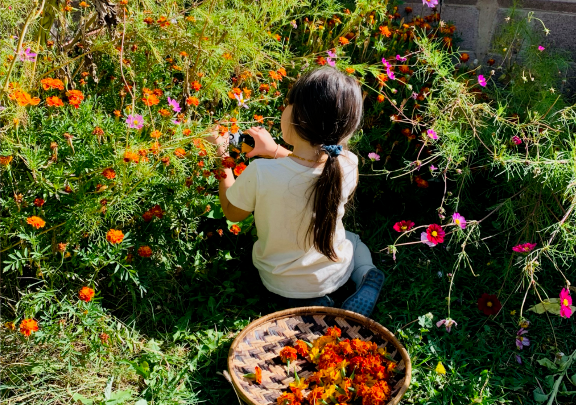 From Seed to Silk - the Magic of Dying with Marigolds