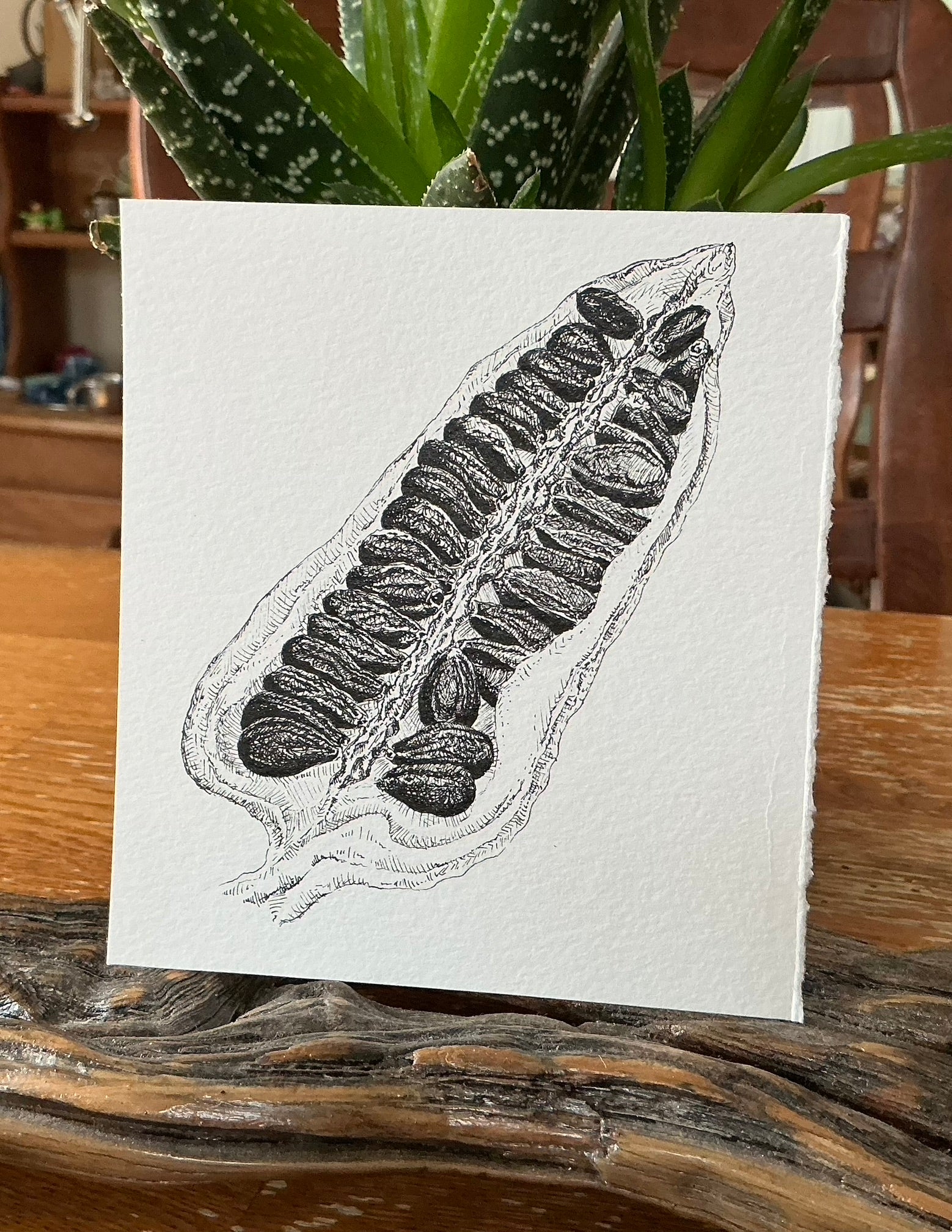 Exclusive black sesame seed pod original art print