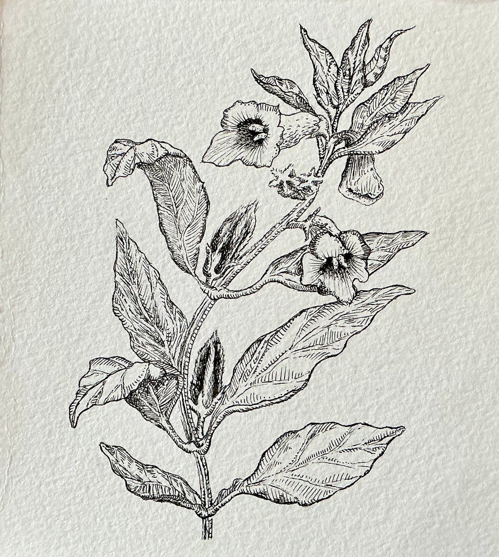 Exclusive black sesame blossom original art print