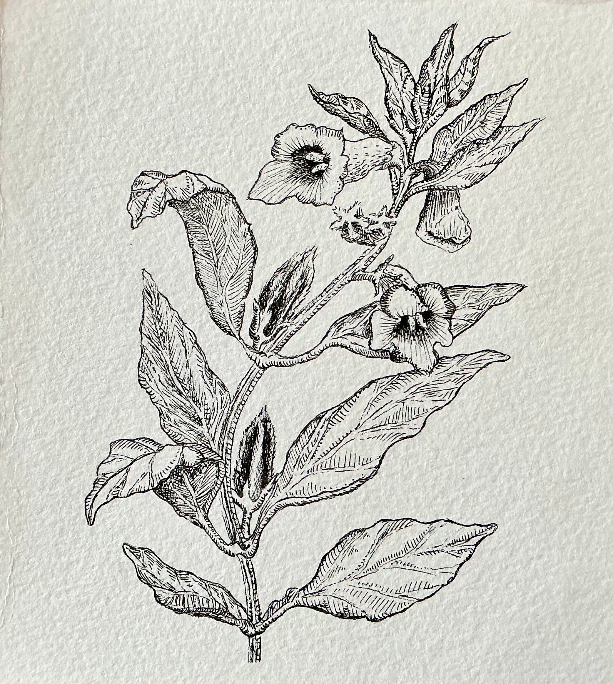 Exclusive black sesame blossom original art print