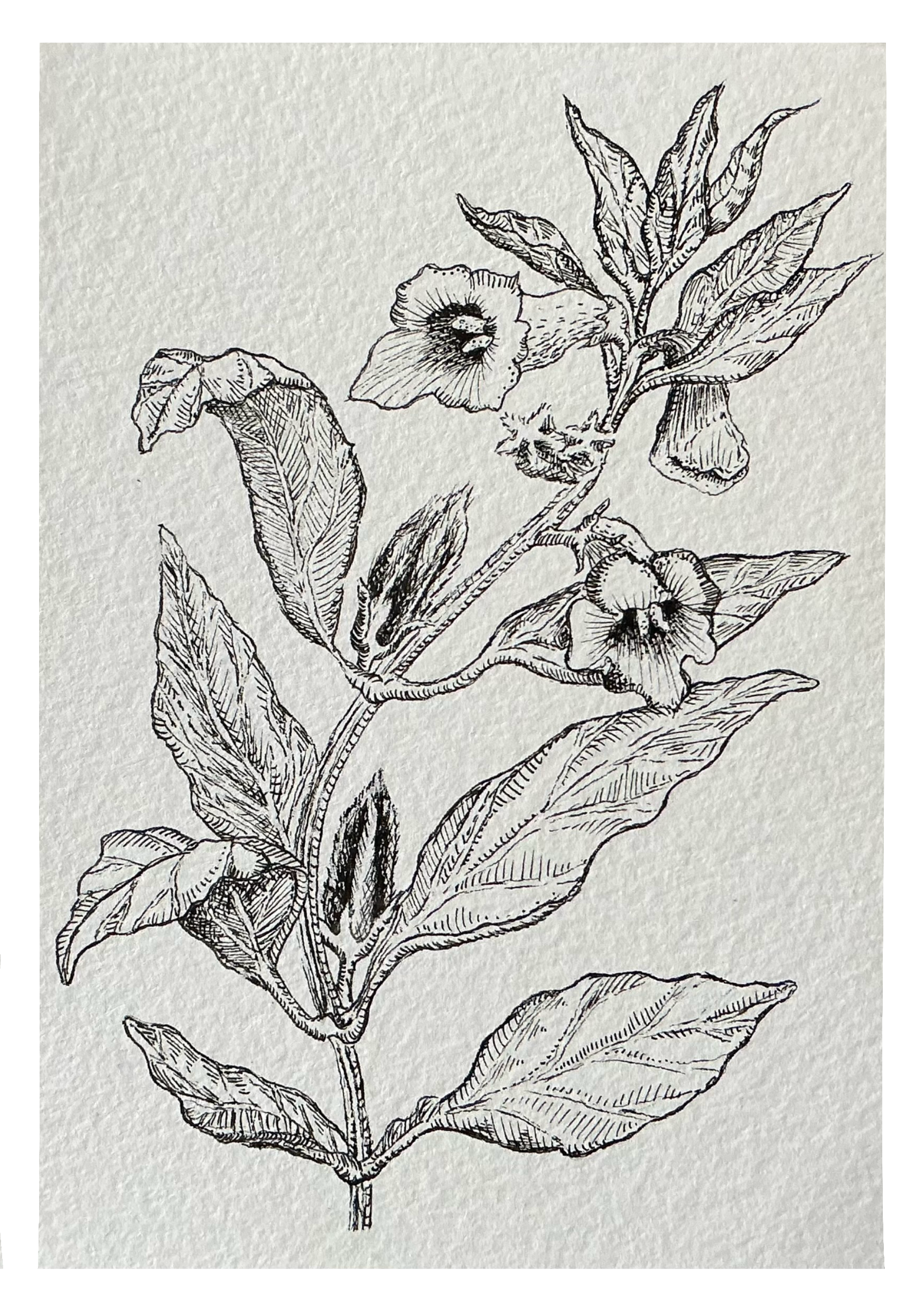 Exclusive black sesame blossom original art print