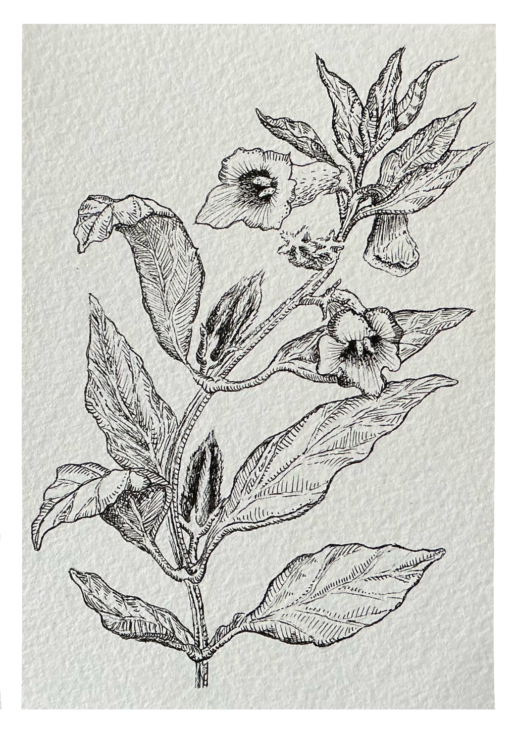 Exclusive black sesame original art print dyptich